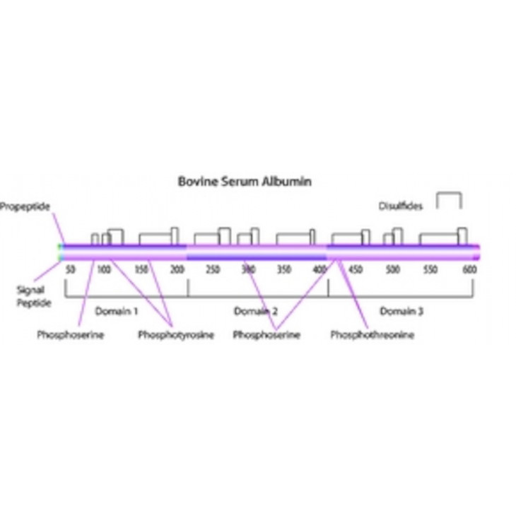 BOVINE SERUM ALBUMINE SIGMA B4287 - 1G