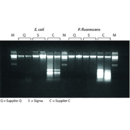 KIT DE PURIFICATION ADN GENO MIQUE BACTERIEN NA2110-QSP70