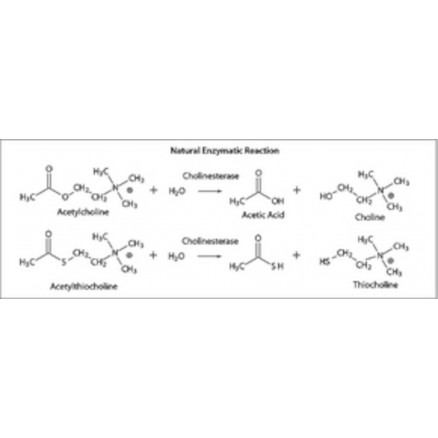 ACETYLCHOLINESTERASE 200-1000 UNITES/MG SIGMA C3389 - 500UN