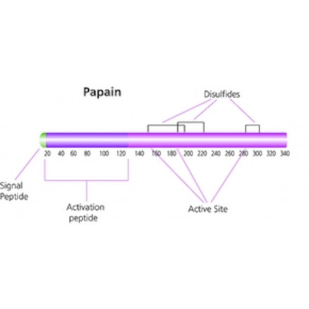 PAPAIN FROM PAPAYA LATEX SIGMA P4762 - 50MG