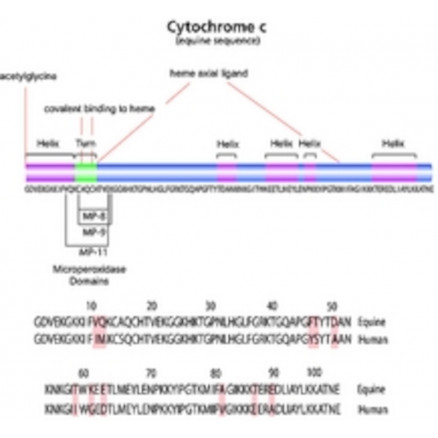 CYTOCHROME-C EQUIN SIGMA C7752 - 50MG