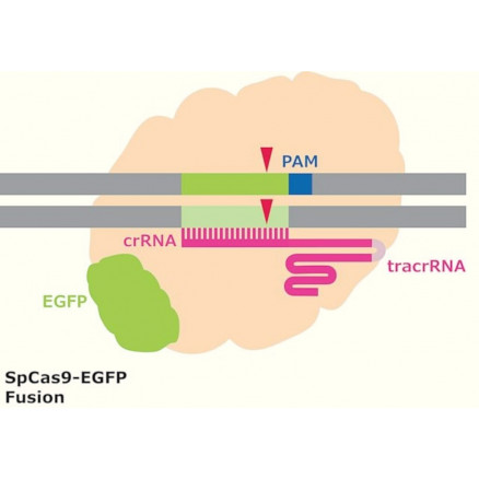 PROTEINE CAS9-GFP CAS9GFPPRO - 250µG